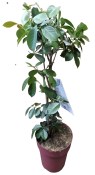 Jahodový stromek psidium cattleianum (2/2)