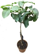 Jahodový stromek psidium guayaba - guava (2/2)