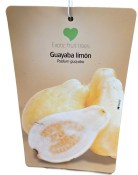 Jahodový stromek psidium guayaba - guava