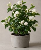 Jasminum sambac - Arabian Nights - Jasmín Arabský