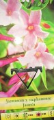 Jasminum polyanthum