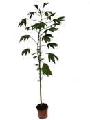 Jedlý ibišek – Hibiscus sabdariffa 120 cm  - nezasíláme - pouze na prodejně (3/3)