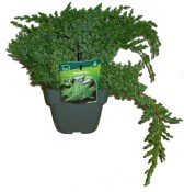 Juniperus nana - jalovec