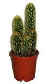 Kaktus 906