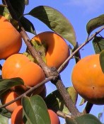 Kaki - Tomel japonský - Vaniglia - Vanilla