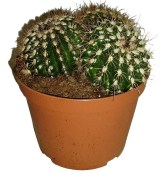 Kaktus 086