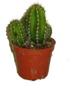 Kaktus 761