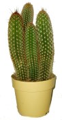 Kaktus 853
