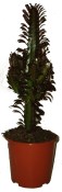 Kaktus Euphorbia Trigona (2/2)