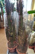 Kaktus Euphorbia Trigona (1/2)