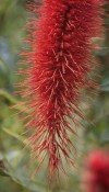 Kalistemon - Callistemon citrinus 100 cm velký stromek - nezasíláme - pouze na prodejně (2/2)