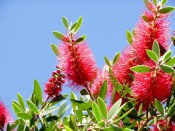 Kalistemon - Callistemon citrinus 100 cm velký stromek - nezasíláme - pouze na prodejně (1/2)