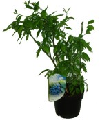 Kanadská borůvka Vaccinium Corym Blueroma (1/2)