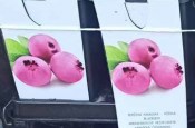 Kanadská borůvka Vaccinium pink lemonade