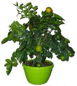 Kantonský Citronovník Rangpur fruit v bonsajové misce