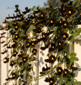 Kenedia nigricans - Kenédie černavá – exotická černá réva