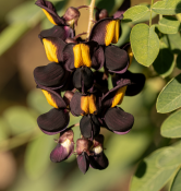 Kenedia nigricans - Kenédie černavá – exotická černá réva (2/2)