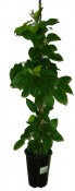 Kiwi - Actinidia Arguta ''Ken´s Red'' netradiční plody