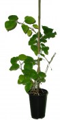 Actinidia arguta 'Issai' - kiwi, aktinídie význačná 