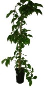 Kiwi Actinidia kolomikta Adam