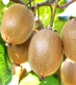 Kiwi Actinidia -mix