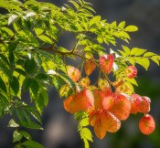 Koelreuteria paniculata – Svitel latnatý - lampionový strom (2/2)