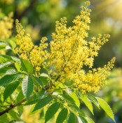 Koelreuteria paniculata – Svitel latnatý - lampionový strom
