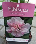 Ibišek Hibiscus Syriacus mrazuvzdorný růžový květ