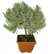 Levandule lékařská na kmínku LAVANDA OFFICINALIS