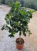 Limequát velký strom 2.jakost