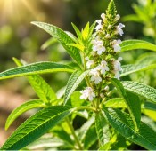 Aloisie citrónová - Aloysia triphylla (2/2)