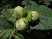 Líska corylus Nottingham fruehe