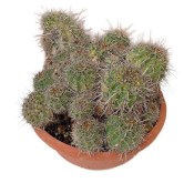 Lobivia wessneriana - Echinopsis wessneriana č.16