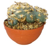 Lophophora williamsii