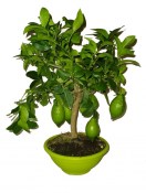 Luxusní limeta s plody v bonsajové misce