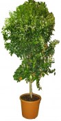 Luxusní strom calamondin AKCE