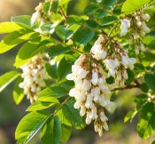 Maackia amurensis – Maakie amurská - amurský strom 