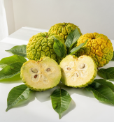 Maclura pomifera - Maklurie jablkonosná – osažský pomeranč (2/2)