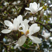 Magnolie velká stellata (2/2)