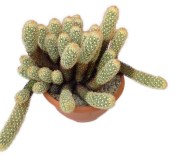 Mammillaria elongata - Mamilárie protáhlá č.19