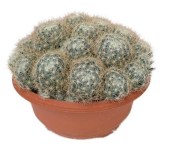 Mammillaria surculosa - Dolichothele surculosa č.18