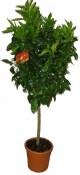 Mandarinka Reticulata 110 - 130 cm
