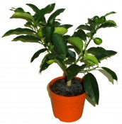 Mandarinka Kumquat (2/2)