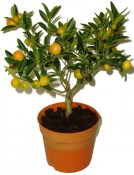 Mandarinka Kumquat