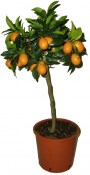 Mandarinka Kumquat - Fortunela Margarita