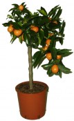 Mandarinka Kumquat - Fortunela Margarita (2/4)