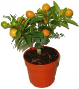 Mandarinka Kumquat 