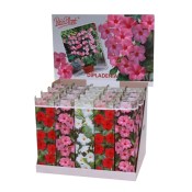 Mandevilla - Dipladenia - vyberte si barvu