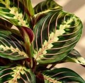 Maranta leuconeura Fascinator - Maranta běložilnatá (2/2)