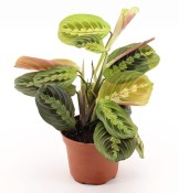 Maranta leuconeura Fascinator - Maranta běložilnatá